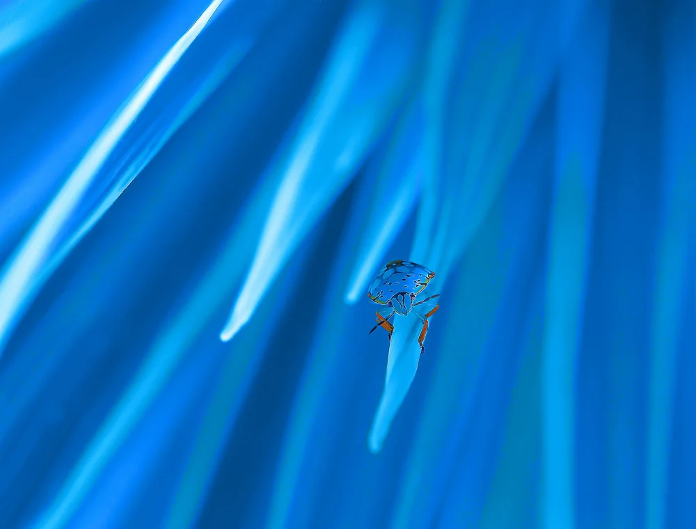 Dufour, Thierry: Journey into the unknown...