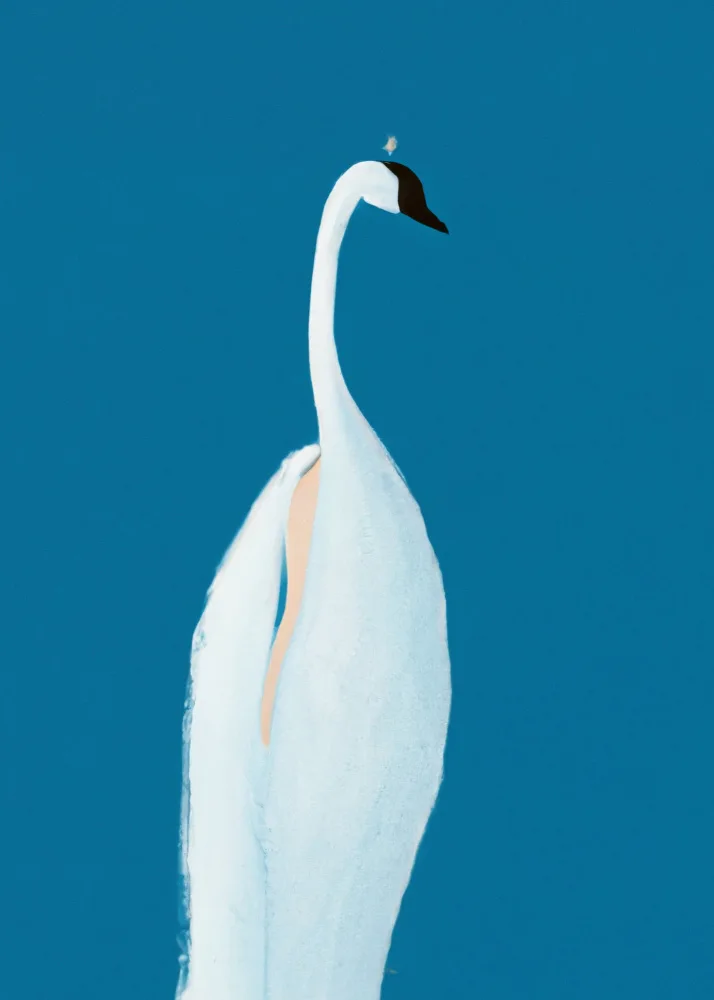 Takken, Merel: Swan Maybe