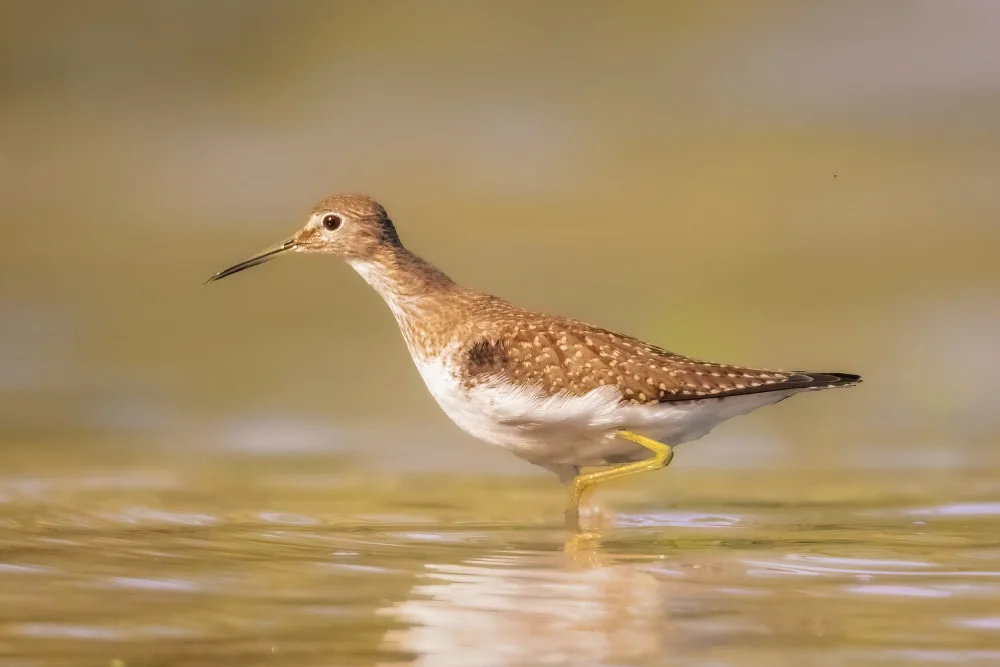 Zhang, Robert: Solitary Sandpiper