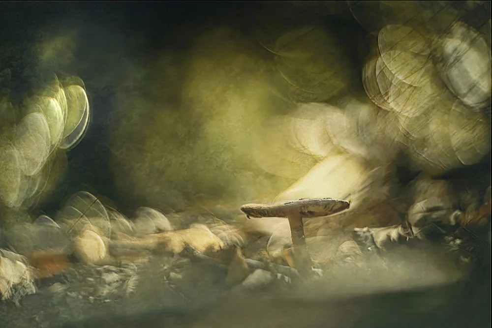 Linden, van Jan: Where light is