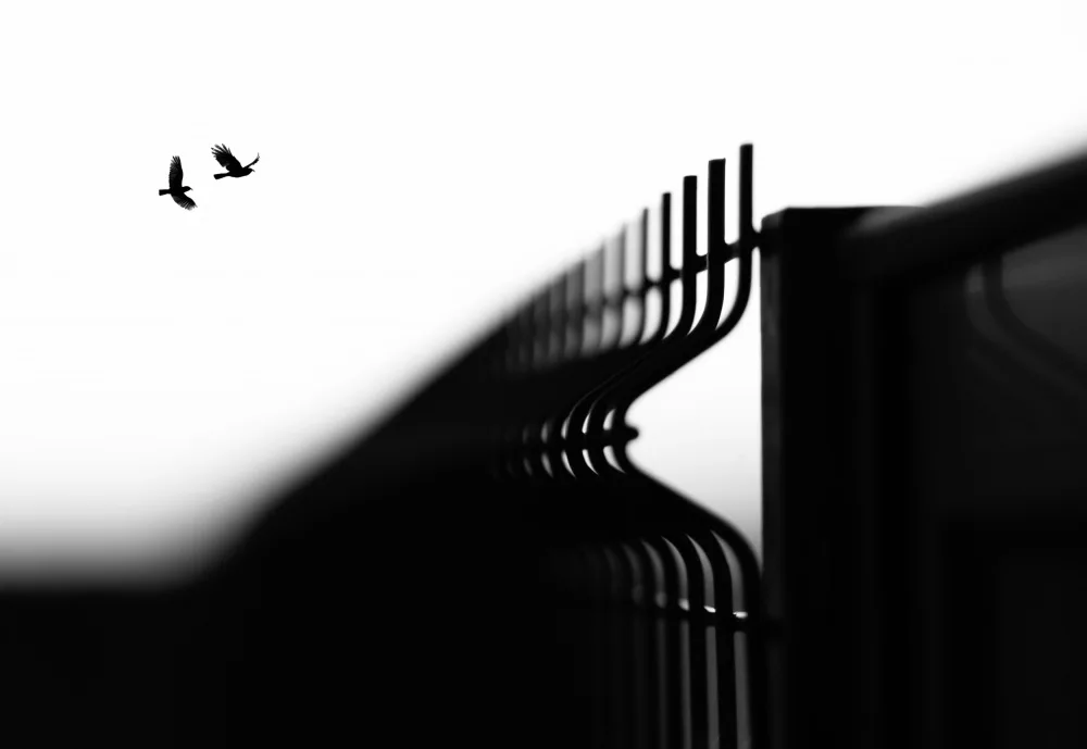 Medeiros, Paulo: Freedom
