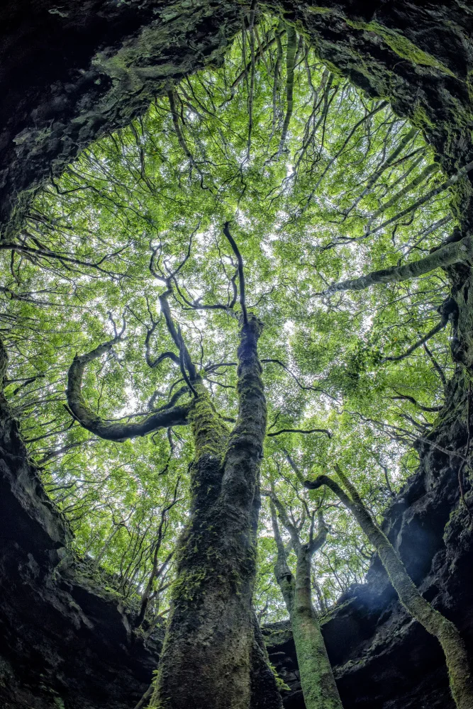 Izzotti, Andrea: Mother tree of life