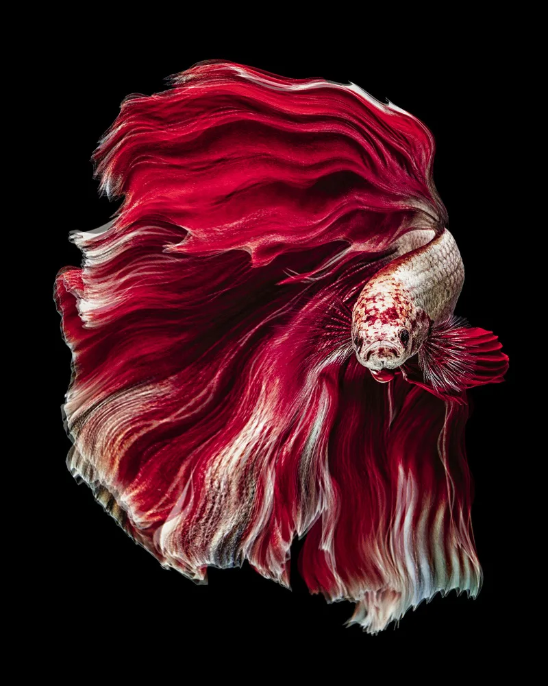 Halil, Andi: Wave Betta