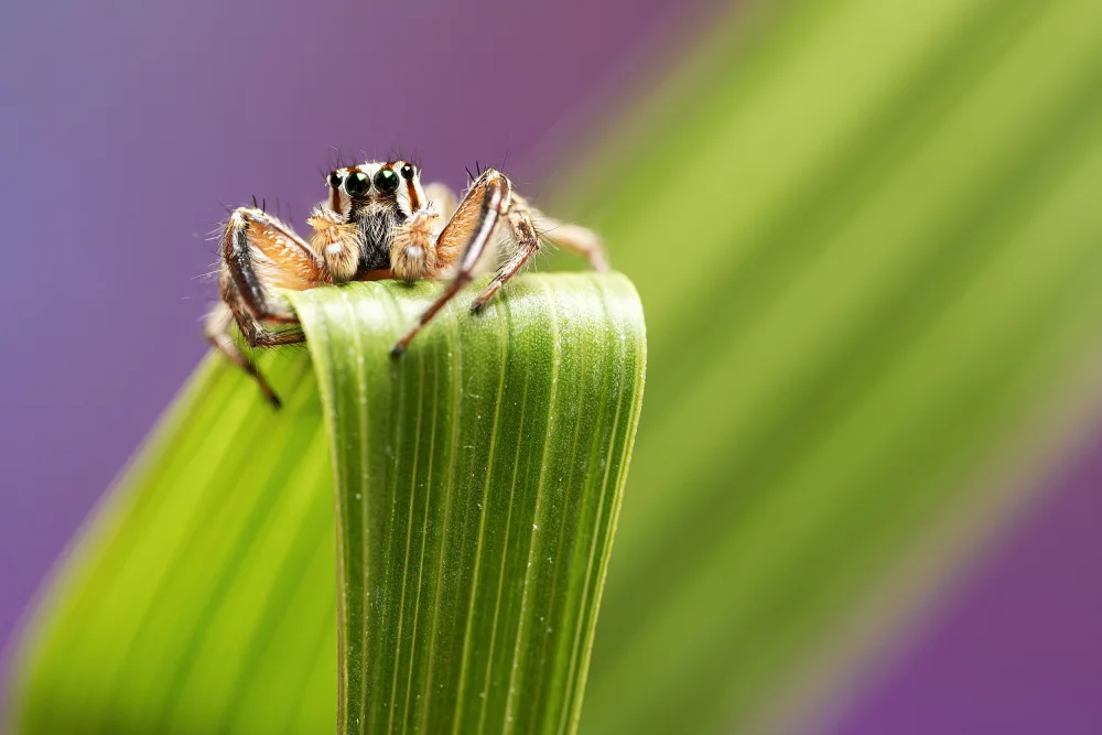 Summer2016: Jumping Spider
