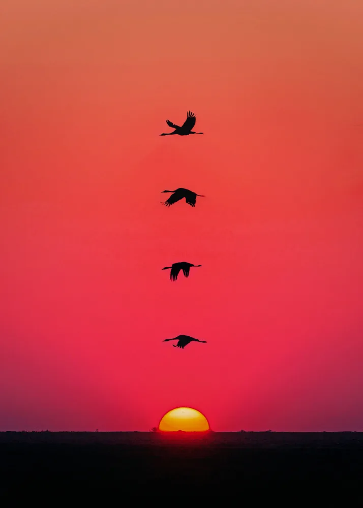 Barizi, Al: Sunset Birds