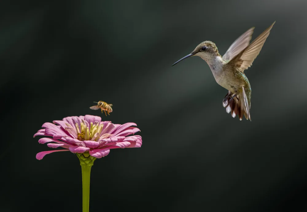 Zhang, Hannah: Colibrì,ape e fiore
