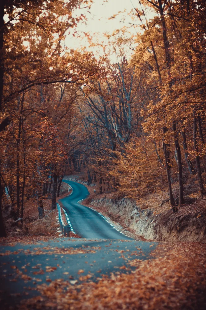 Mihai, Georgian Toma: Road in forest autumn beautiful colors