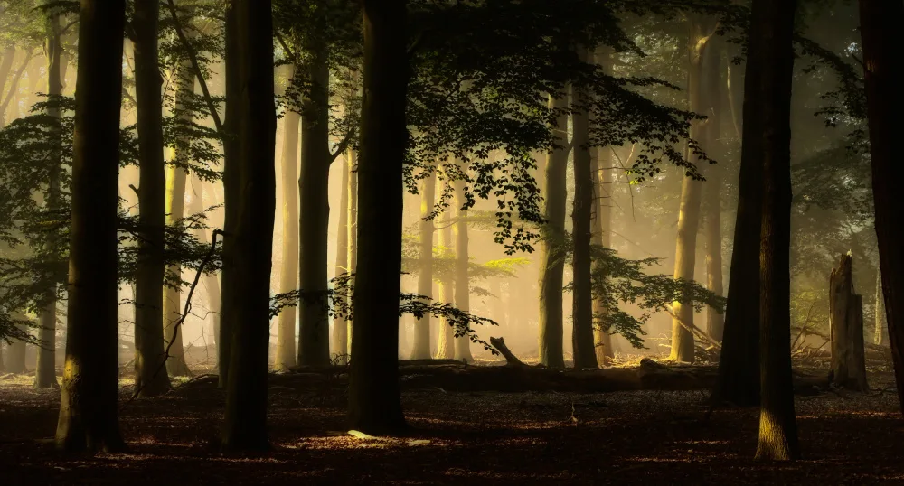 Lee, van Hilda: backlight