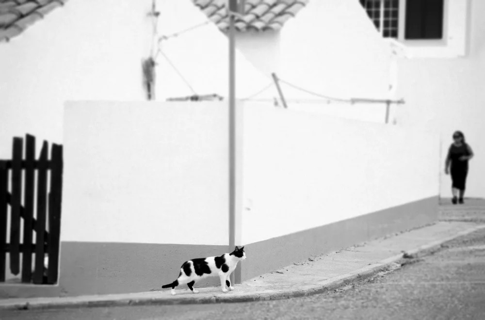 Seita, Milena: Street Spirit