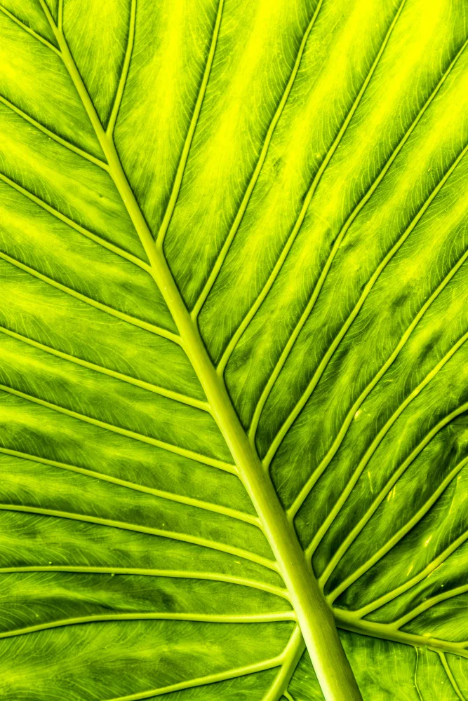 Walther, Dieter: Arrow Leaf