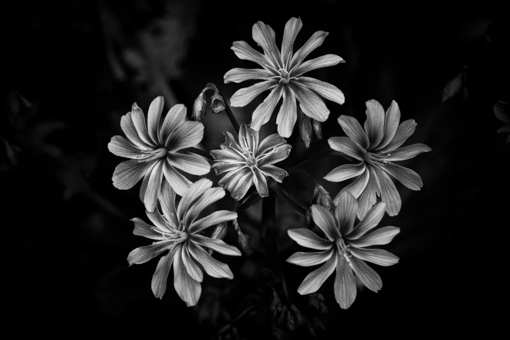 Louwen, Fred: Wild Flowers