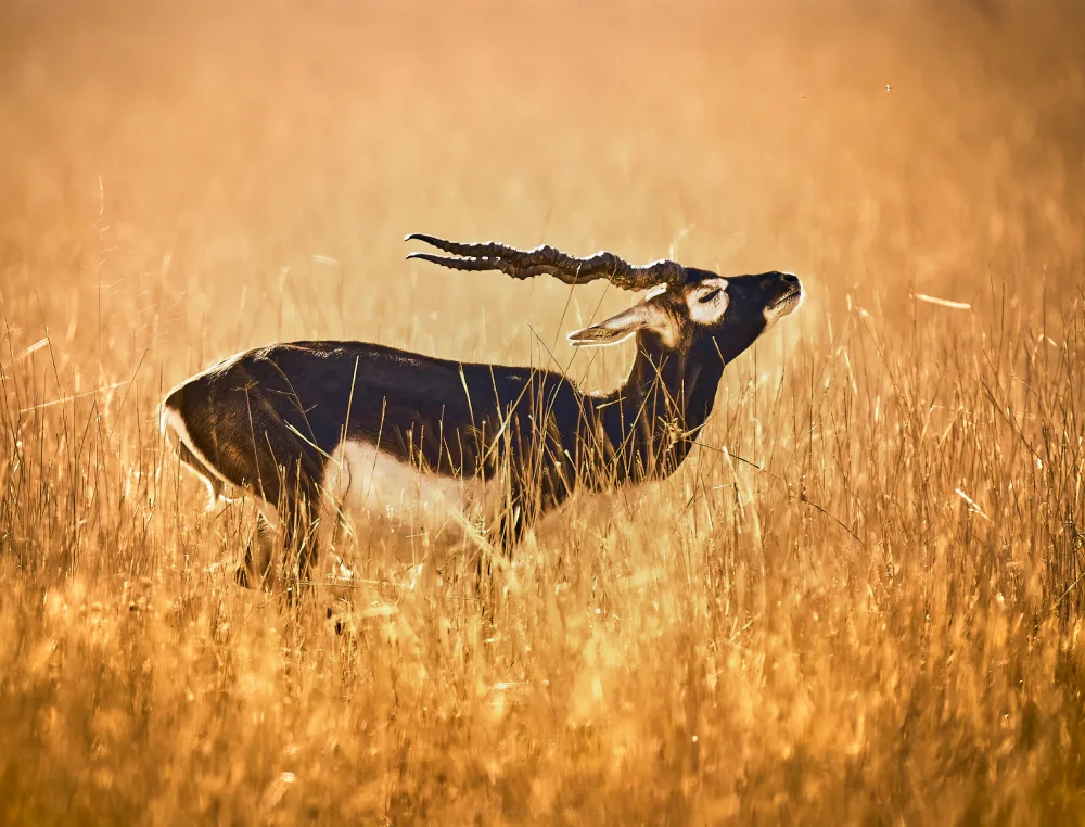 Sikand, Puneet: Golden Paradise