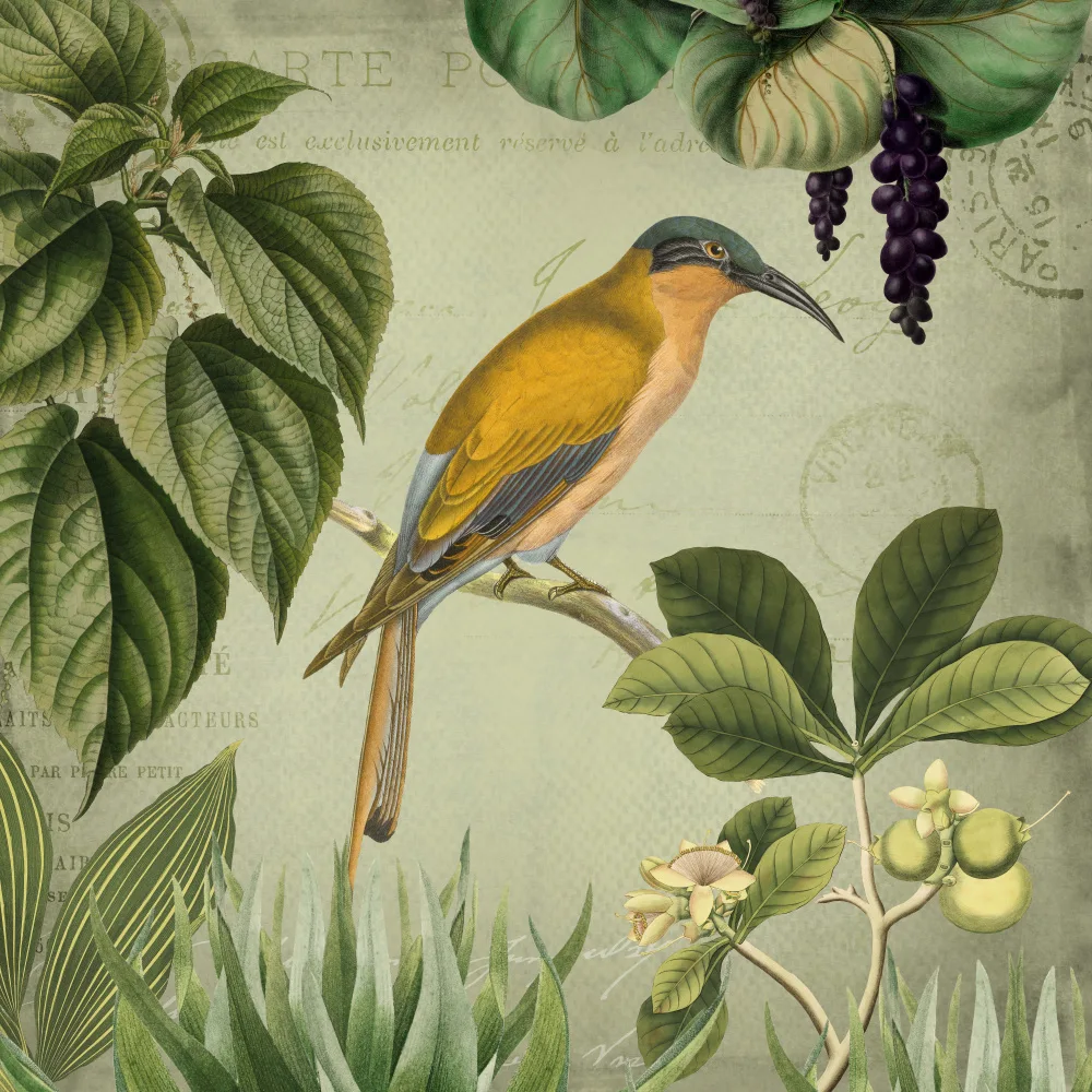 Haase, Andrea: Uccelli d'epoca 2