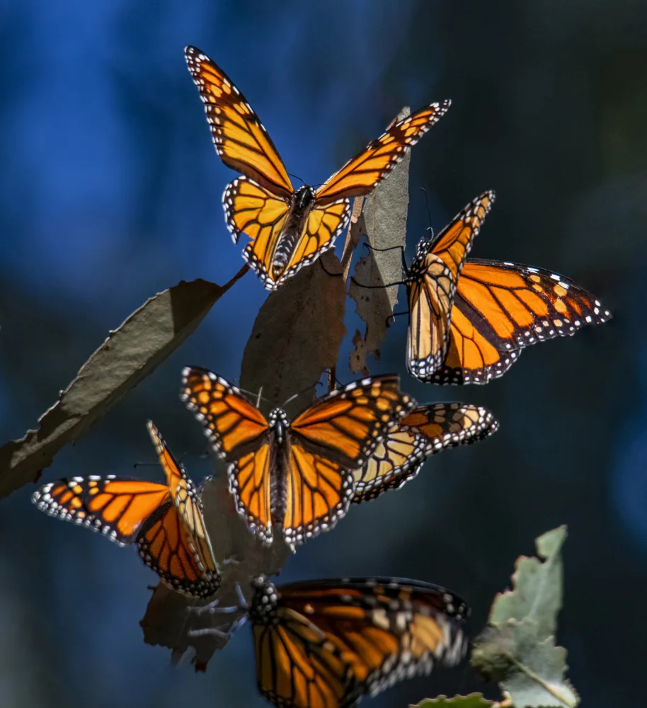 Christopher, Randy: Monarchs in the blue morning