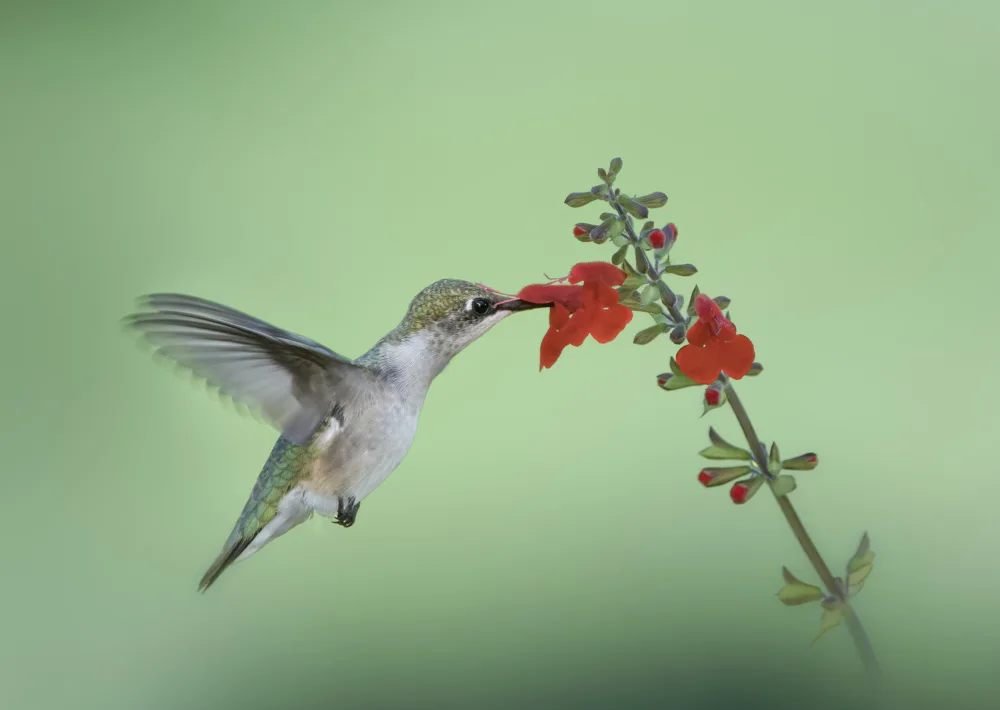 Zhang, Hannah: Hummingbird