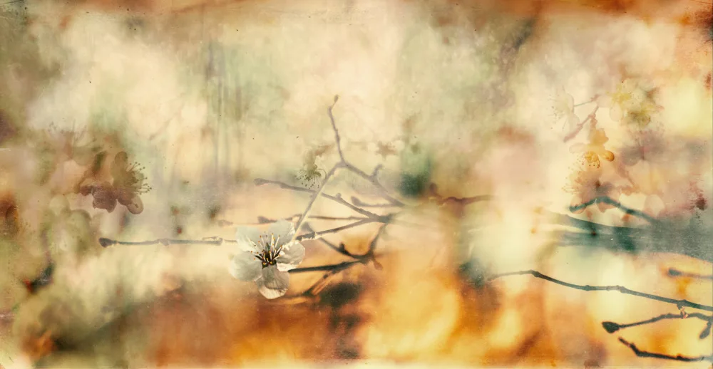 Ignatova, Desislava: spring longing