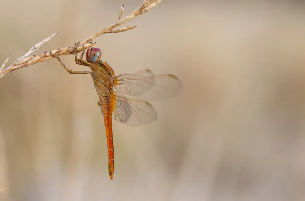 Juanjo: Dragonfly