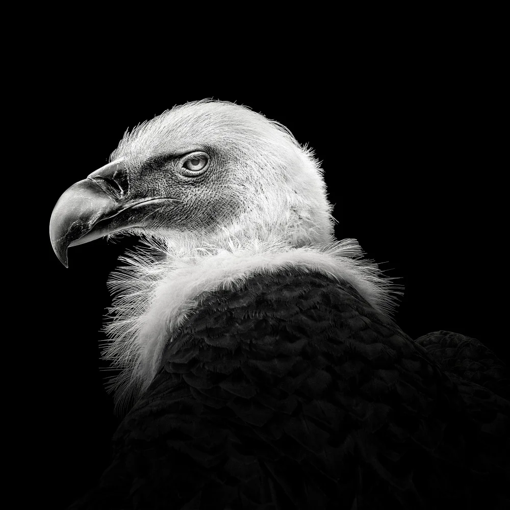 Meermann, Christian: Eurasian Griffon #7