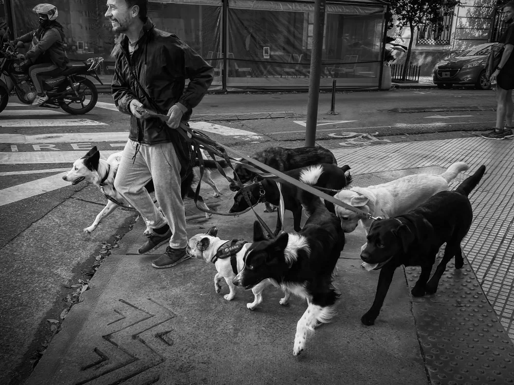 Hongchao, and Gu: Dog walker and his dogs
