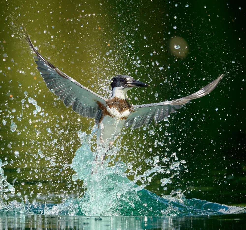 Chen, Johnny: Water Ballet