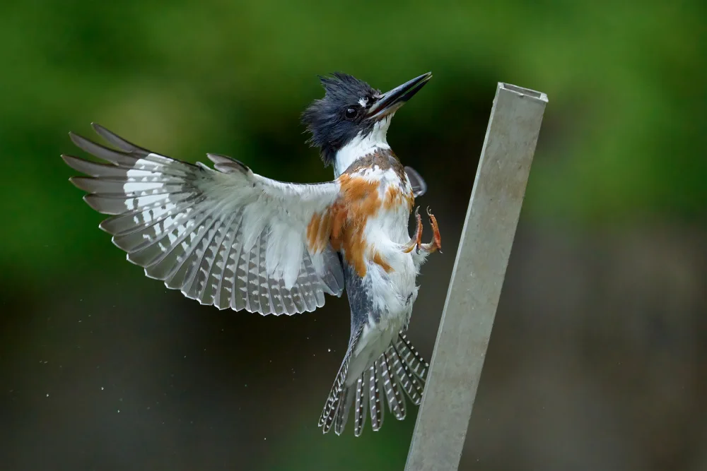 Chen, Johnny: Belted Kingfisher Landing