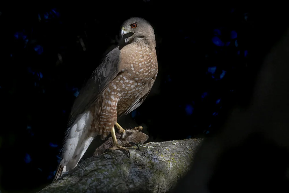 Ge, Robert: Cooper Hawk