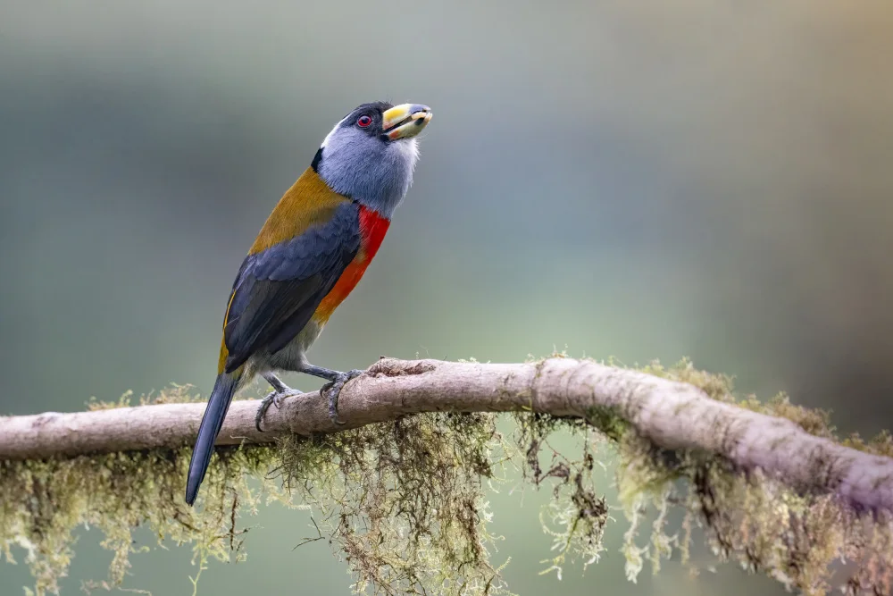 Ge, Robert: Toucan Barbet