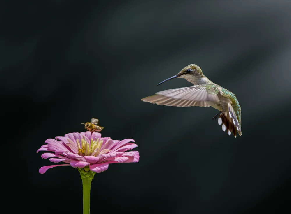 Zhang, Hannah: Colibrí,abeja y flor (II)