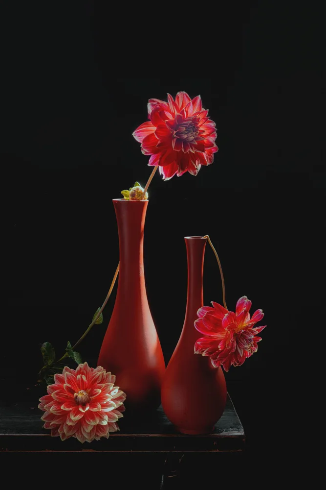 Jacobs, Lydia: Tre dalie rosse