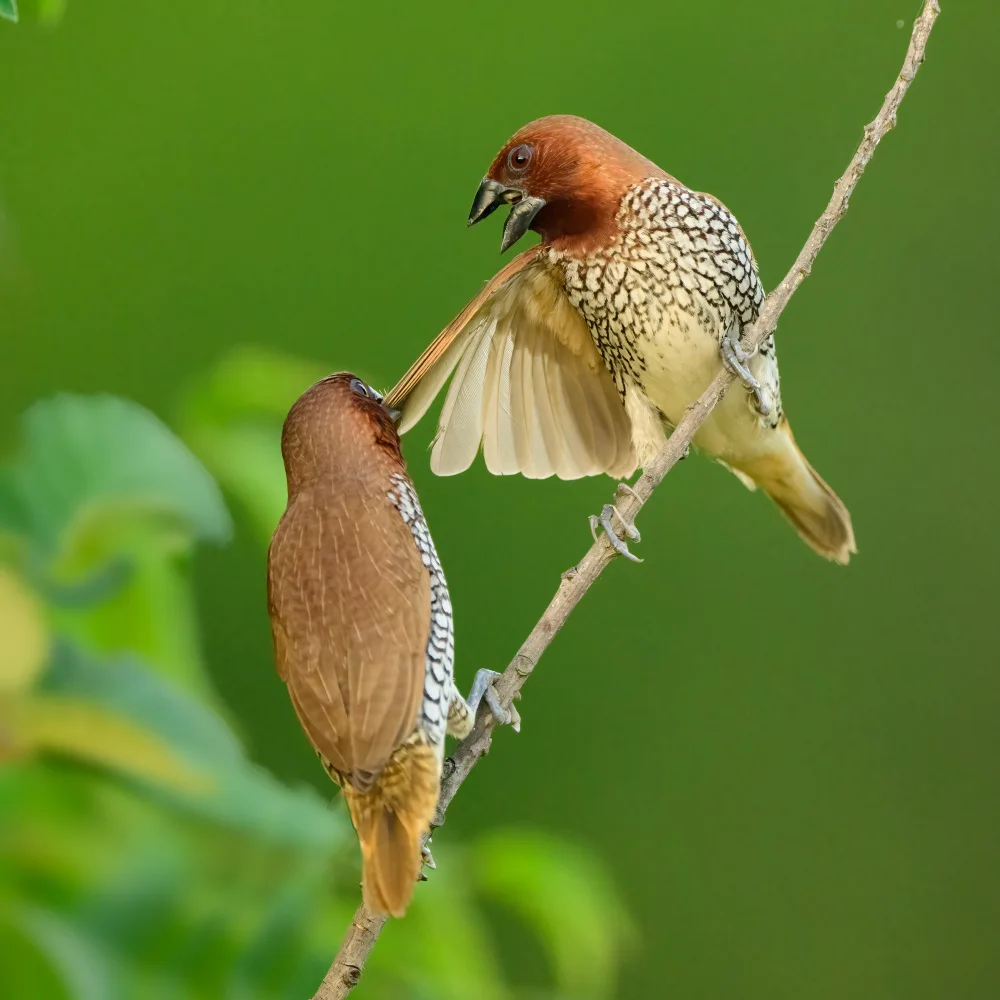 Wang, Moses: Munia dispute