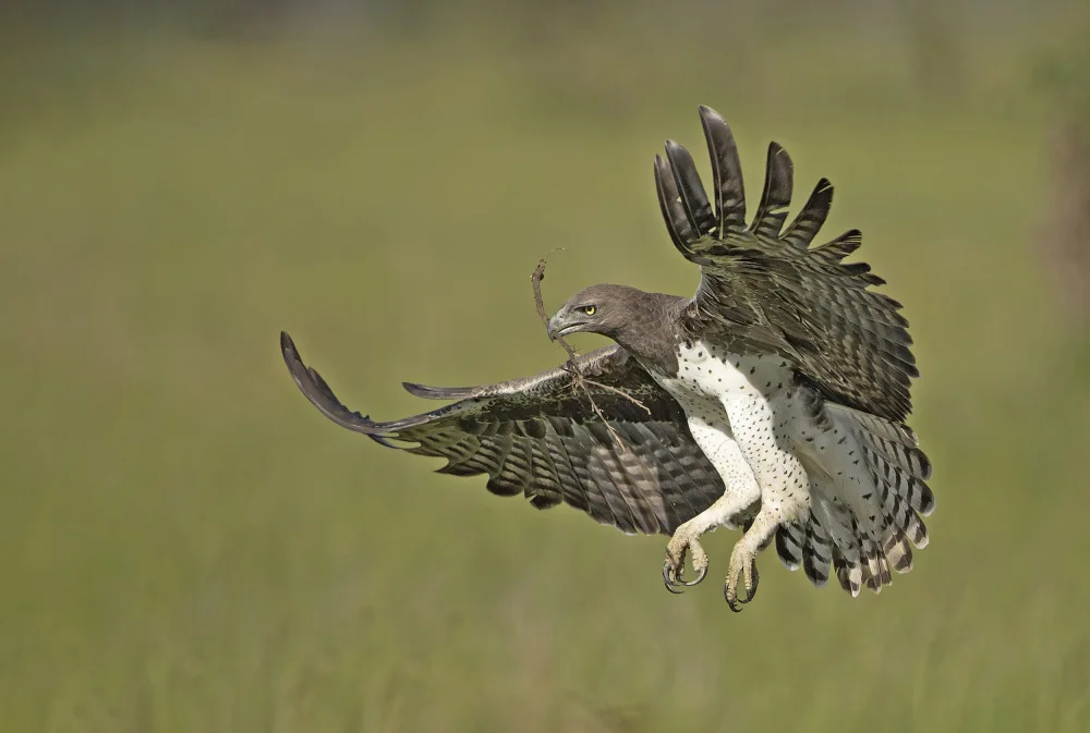 Waldmann, Shlomo: Martial Eagle