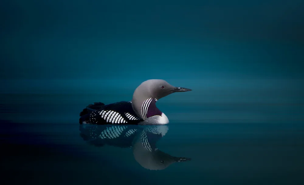Engström, Erik: Black - throated Diver