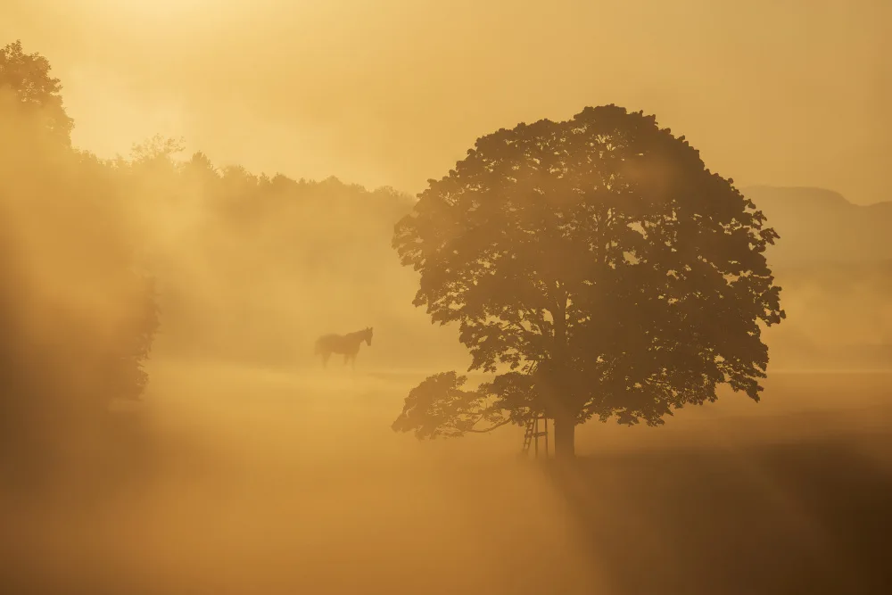 Rosenkrancová, Ilona: mattina d'autunno