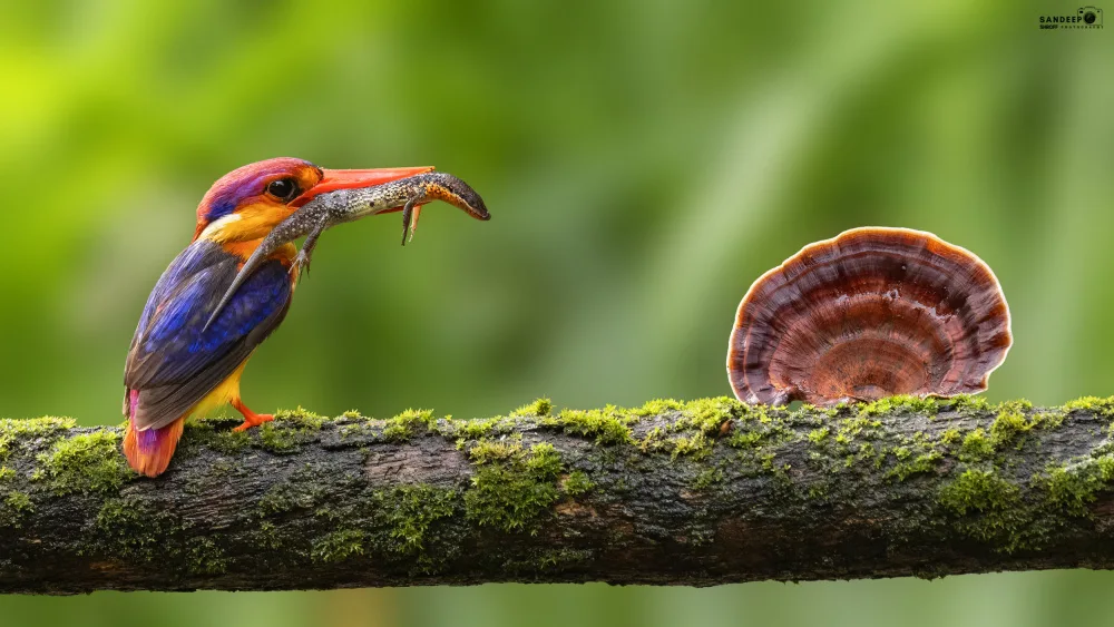 Shroff, Sandeep: Oriental Dwarf kingfisher