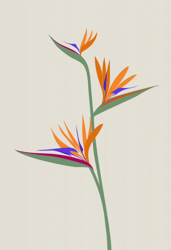 Blursbyai, Laiz Rosana: Bird of paradise