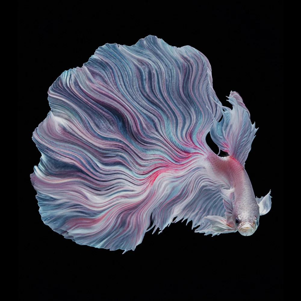 Halil, Andi: The Flower of Betta