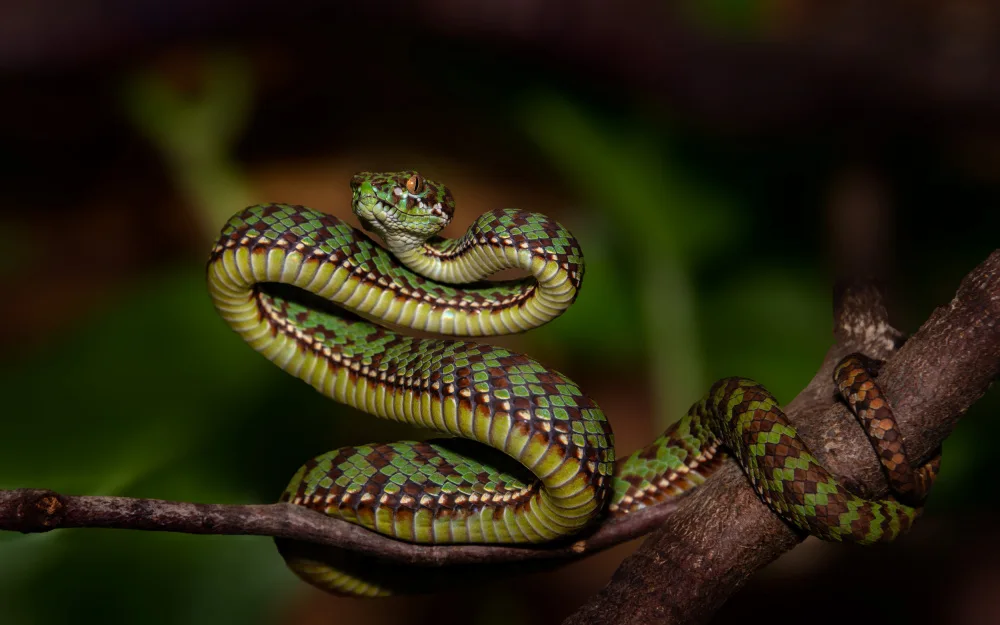 Šimic, Joško: Snake