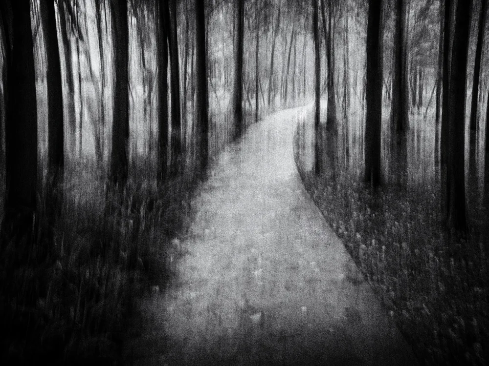 Zhang, Xiaohong: Path in the Woods