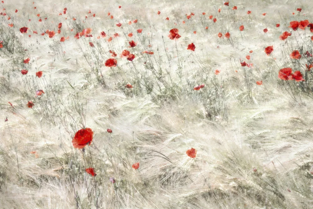 Claes, Gilbert: Festive Cornfield