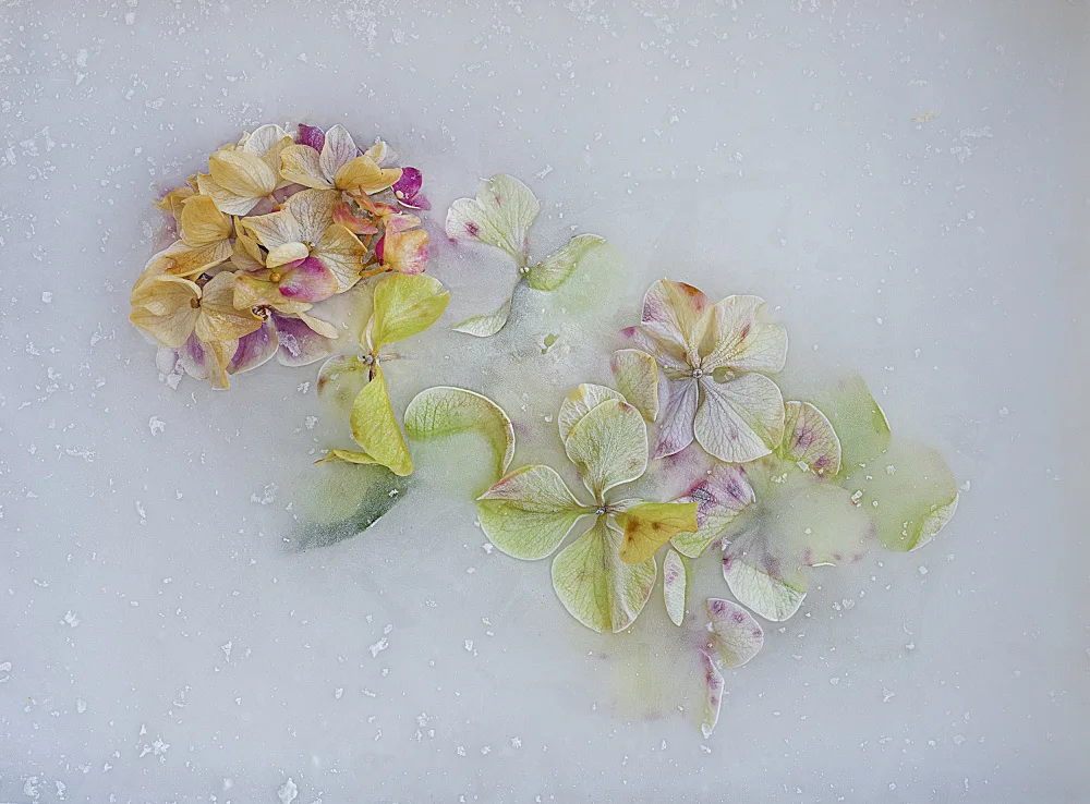 Uranga, Pedro: Hindrangea Flowers-3-