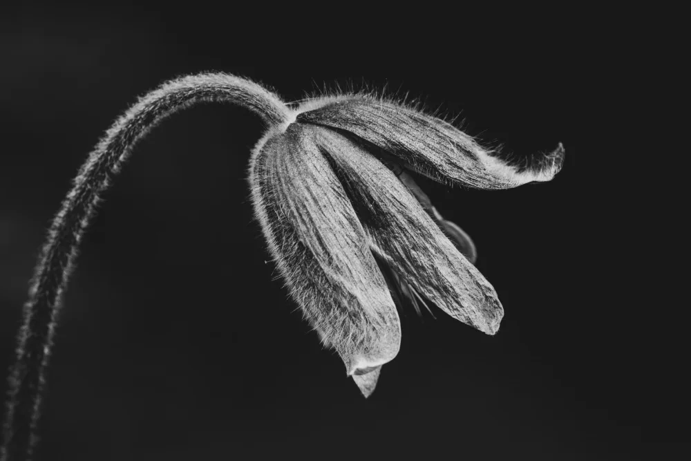 Louwen, Fred: wildmans herb