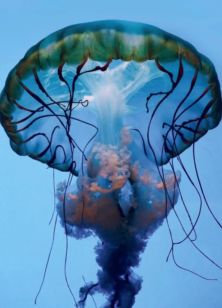 Wechsler, Robin: The parts of a Jelly