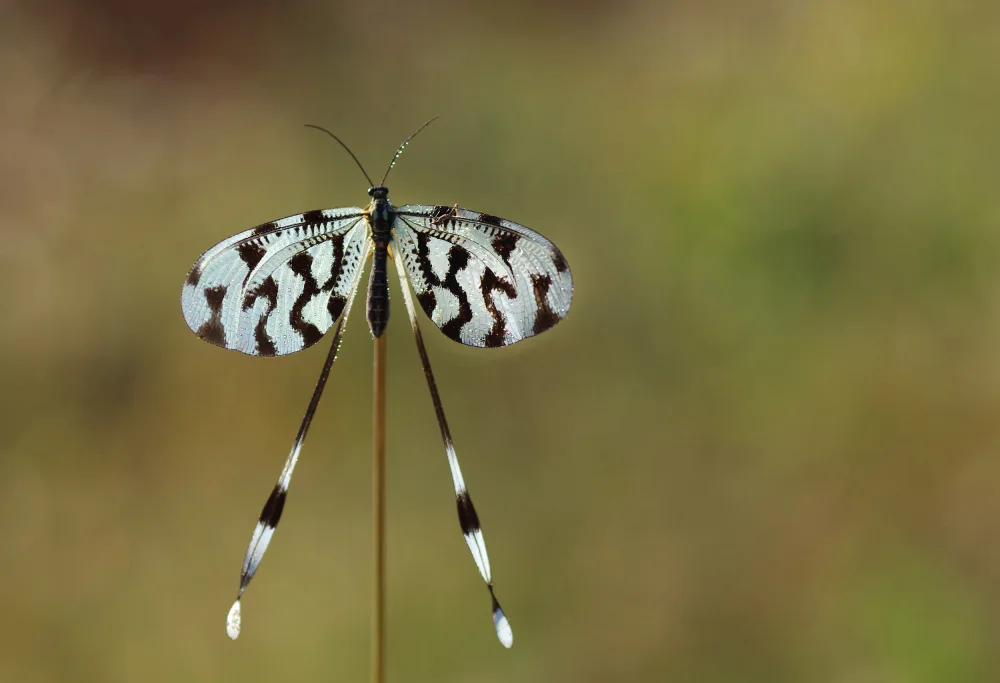 Sener, Savas: Spoonwing