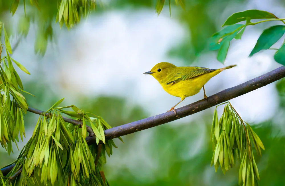 He, Mike: Yellow Warbler