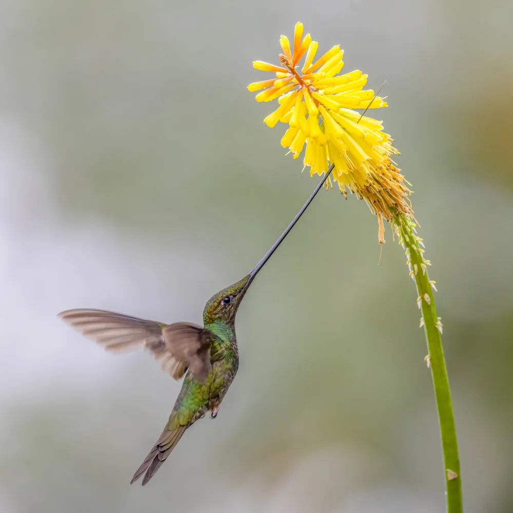 Ge, Robert: Sward_Billed Hummingbird