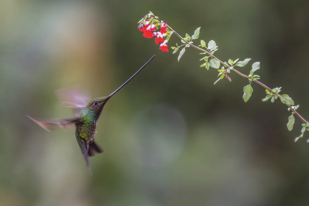 Ge, Robert: Sward_Billed Hummingbird