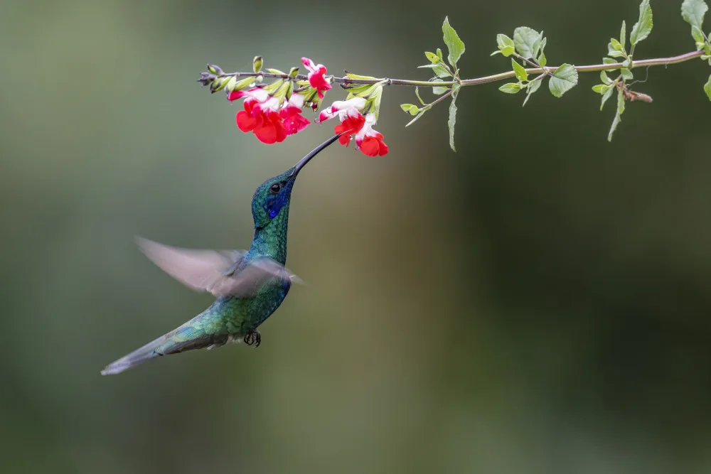 Ge, Robert: Sparkling Violetear Hummingbird