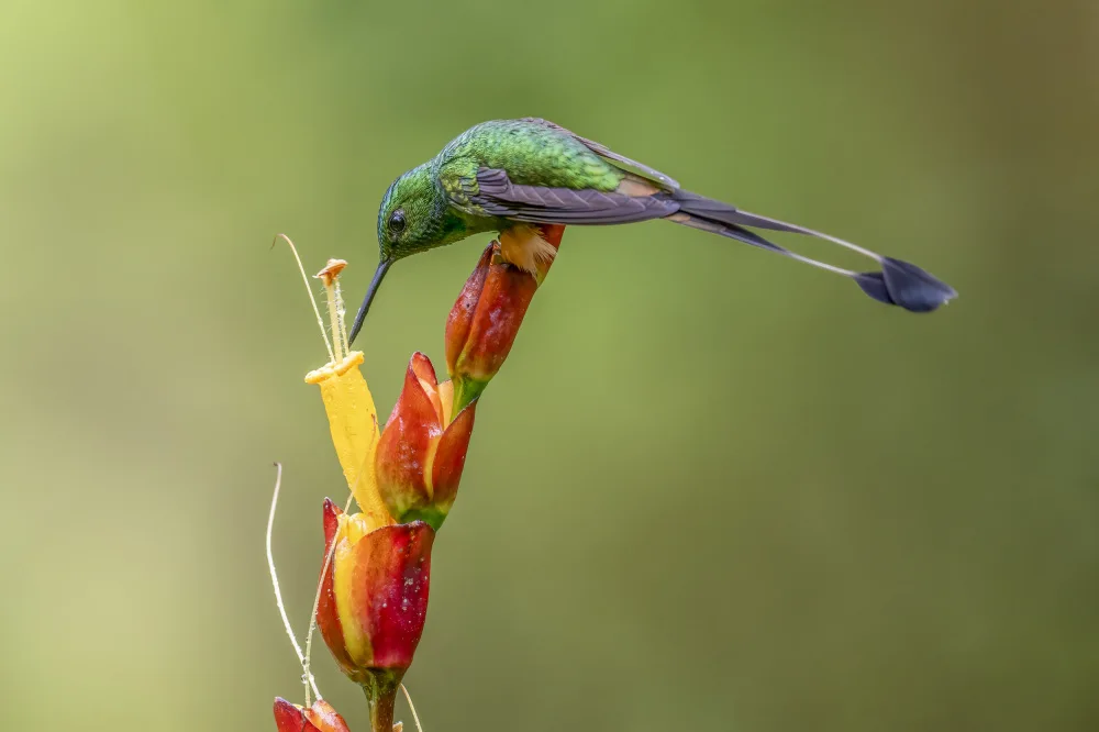 Ge, Robert: Booted Raquet_Tail Hummingbird