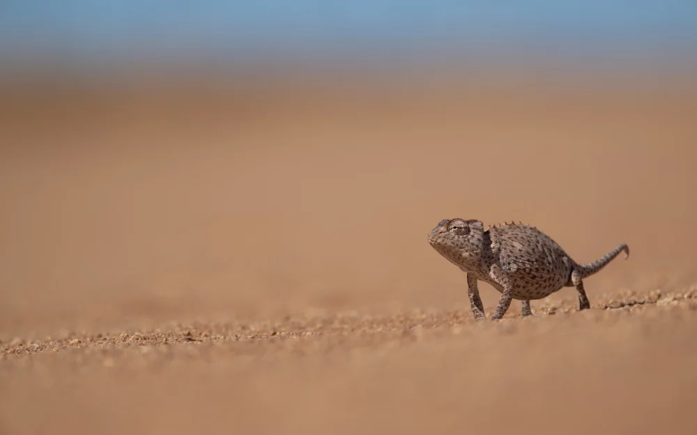 Hakonsen, Thor: Namaqua chameleon