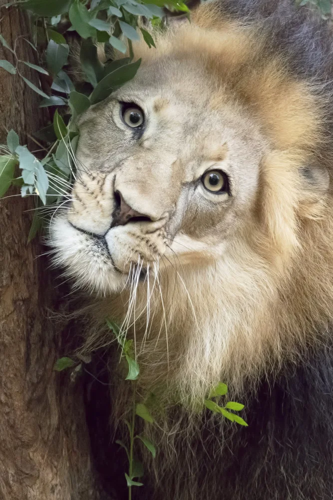 Lester, D Linda: Such a Handsome Male Lion